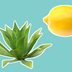 8 Natural Recipes for Amazing Skin…From a Plastic Surgeon