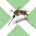 6 Surprising Dos and Don’ts of Mosquito Bites