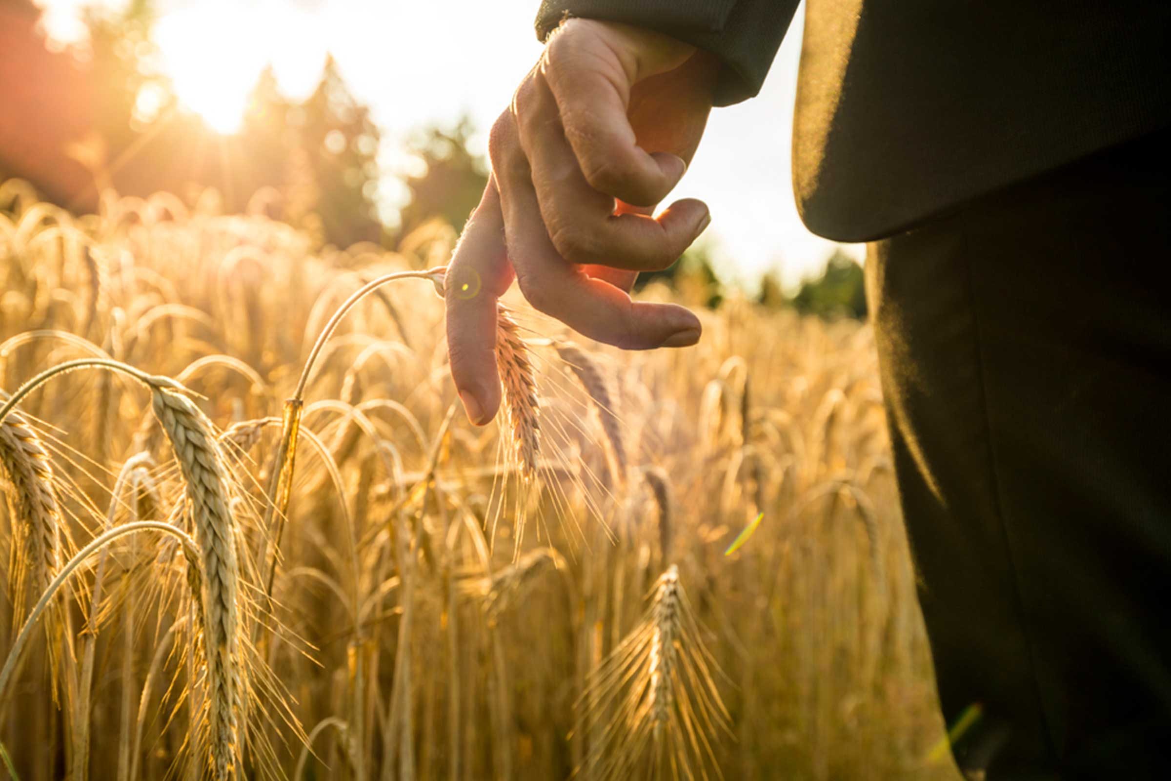 grain field in sun