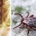 9 Foolproof Tricks to Avoid Tick-Borne Illnesses—Including One That's More Dangerous Than Lyme