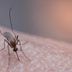 Mosquito Bites: 10 Weird Reasons You’re Getting Bitten
