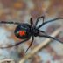 8 Bug Bites That Might Need Medical Attention—Now