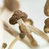 What Are Nootropics—and Can They Really Make You Smarter?