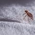 9 “Facts” About Bed Bugs That Just Aren’t True