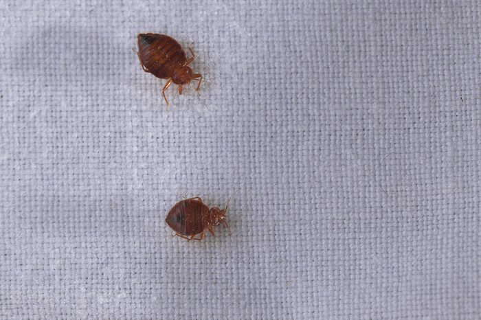 Bed bug