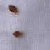 How to Find Bed Bugs in Your Car—and How to Get Rid of Them