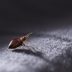16 Secrets Bed Bugs Don’t Want You To Know—But Are Crucial For Keeping Them At Bay