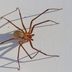 Brown Recluse Spider Bites—Everything You Need to Know