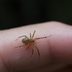 Here's What Spider Bites Look Like—and When to Call the Doctor