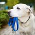 Vets Share Their 5 Best Tips for Safer Dog Walks—and 5 Things Never to Do