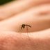 After a Mystery Illness, an Expert Doctor Calls This Tiny Creature “the Deadliest Animal on the Planet”