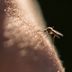 Here's What Happens When You Get a Bug Bite, Say Medical Doctors—Plus, Why You Shouldn't Scratch It