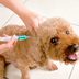 Can Dogs Get the Flu? Yes, Says an Expert Doctor—Here's How To Keep Your Pet Safe